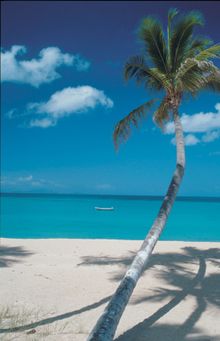 Beach with palm trees