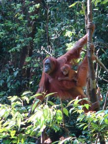 Orangutan Mother and Baby in the Wild
