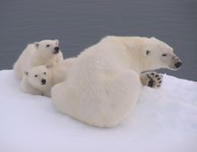 Polar bears, Northern Sea Route