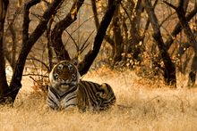 In support of World Animal Protection