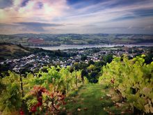 Old Walls Vineyard, Bishopsteignton, England's steepest vineyard