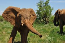 Elephant Samburu