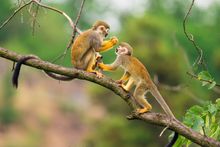 Two common squirrel monkeys, Peru