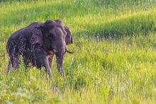 Wild Elephant, Khao Yai National Park, Thailand