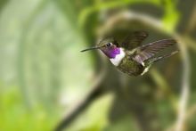 Purple Throated Woodstar Hummingbird, Ecuador