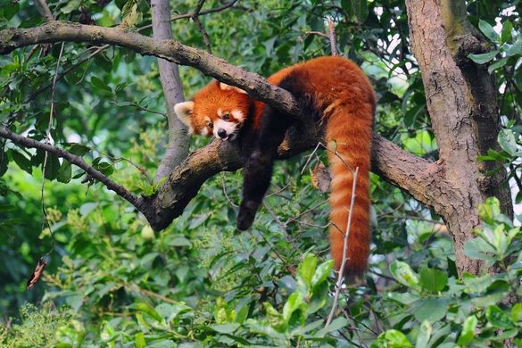 Red Panda, China