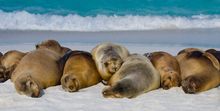 Sea Lions, Galapagos Islands