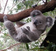The Koala Hospital