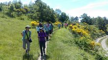 Hiking through spring flowers