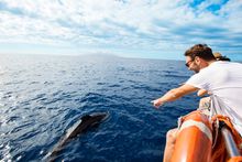 Whale and dolphin watching