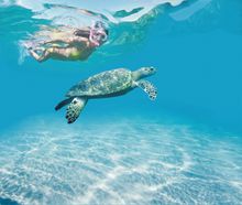 Adopt a turtle in Tobago