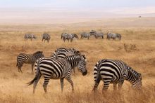 An African Safari Is One Of 30 Once-In-A-Lifetime Prizes