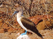 Blue-footed booby - Galapagos Islands