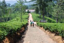 Sri Lanka Rothschild Estate tea plantation