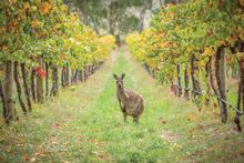 South Australia's Adelaide Hills will feature in the World's 50 Best Restaurants Awards Academy Chairs' program