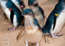 SEA LIFE Sydney Aquarium