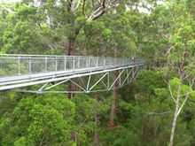 Valley of the Giants Treetop Walk
