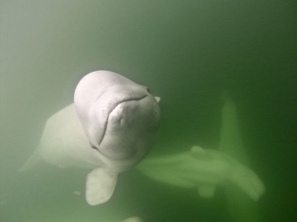 Beluga whales are a summer highlight in Churchill, Manitoba.