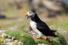 Atlantic puffin, Fair Isle, Scotland