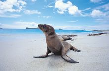 Sea lion, Galapagos Islands