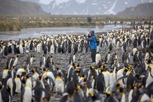 Photographer and king penguins in South Georgia