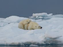 Polar bear and cub, European Arctic