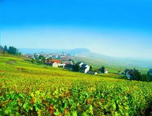 Cote des Blancs (K Graber)