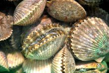  Scalloping Crystal River Florida