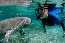 Swimming with the manatees