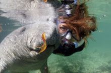 Swimming with the manatees