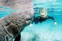 Swimming with the manatees