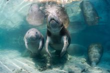 Homosassa Springs