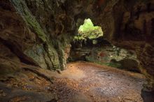 Dames Cave in the Withlacoochee State Forest - 