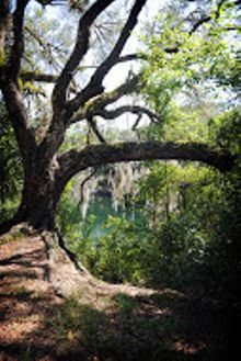Withalachooce State Forest