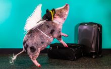 San Francisco introduces airport pigs