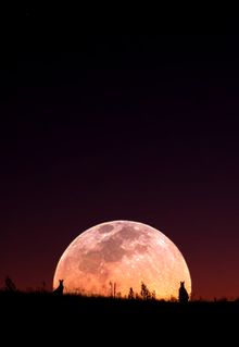 A double exposure of the Supermoon and the Urambi Hills Nature Reserve created by Instagrammer @akirawisnu
