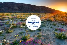With Anza-Borrego's rains comes a multitude of bright blossoms