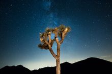 Joshua Tree National Park