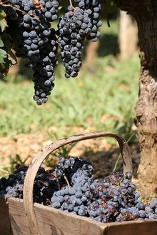 Basket with Grapes