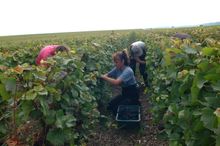 Harvest
