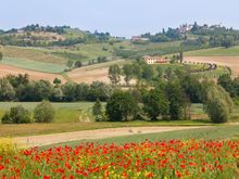 Vineyards