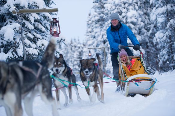 Dog-sledding in the Yukon Dog-sledding in the Yukon