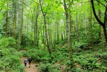 Image: A walk through Mystic Vale at the University of Victoria