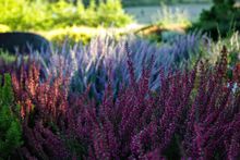 Image: Colourful winter blooms at the Gardens at HCP