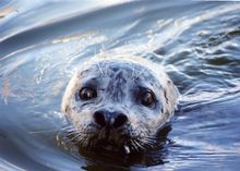 Image: Meet Sammy the Seal