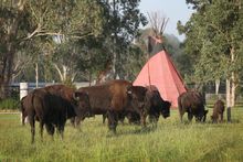 Aranyani Bison Adventure Park