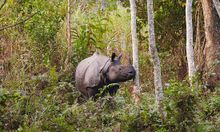 IE guests search for endangered one-horned rhino in India's Kaziranga National Park. 