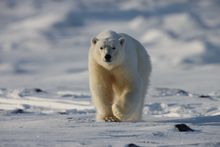 Polar bear, Svalbard