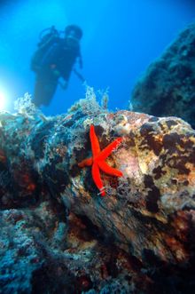 Scuba diving, North Cyprus