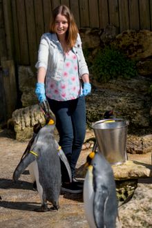 Penguin Shore at Birdland Park & Gardens in Gloucestershire